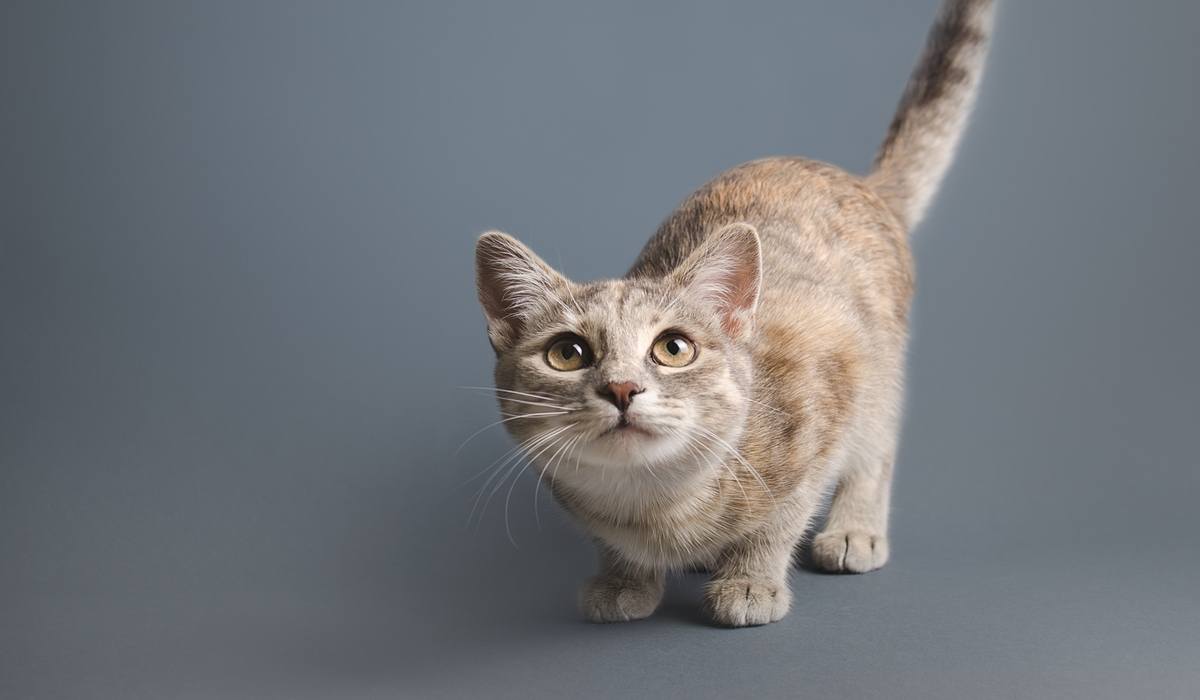 Mijn kat miauwt veel en is onrustig; waarom?